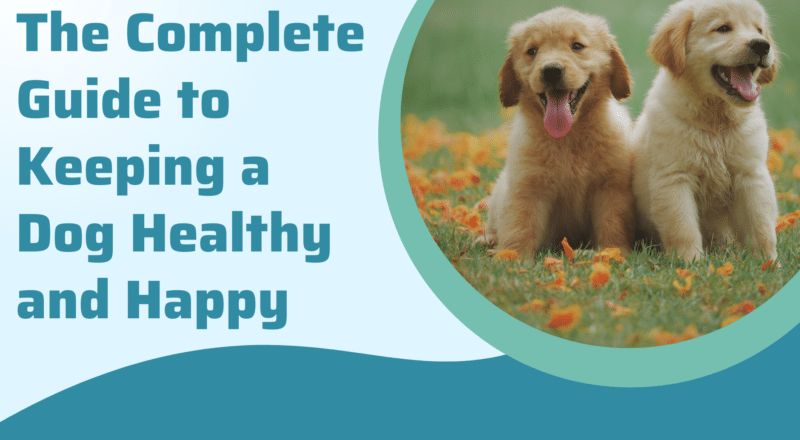 The Complete Guide to Keeping a Dog Healthy and Happy