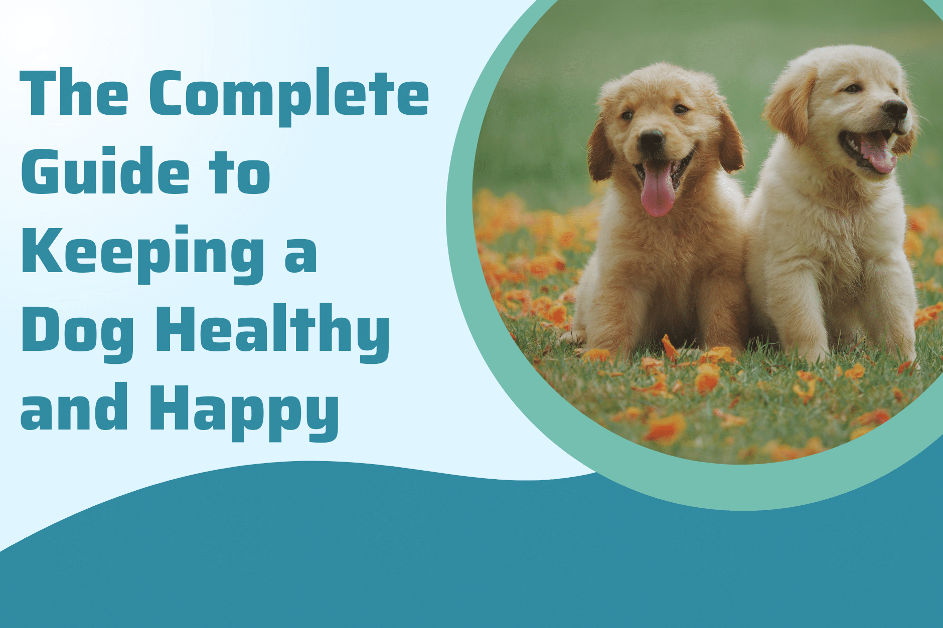 The Complete Guide to Keeping a Dog Healthy and Happy