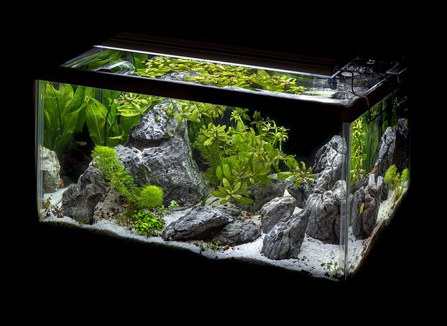 fish tank