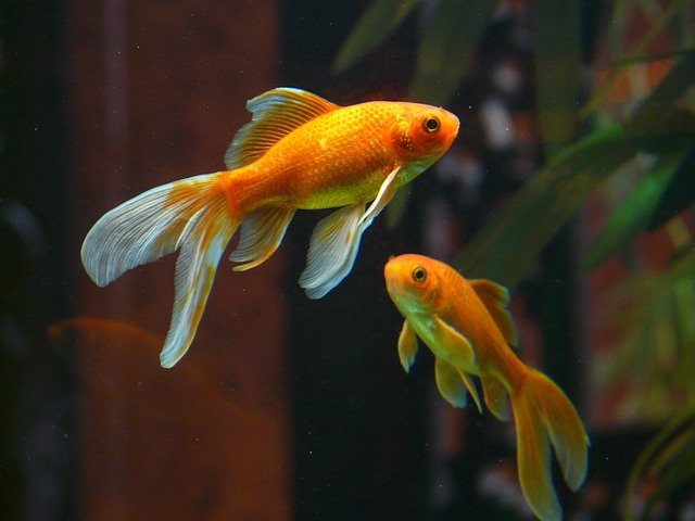 Goldfish Care Guide